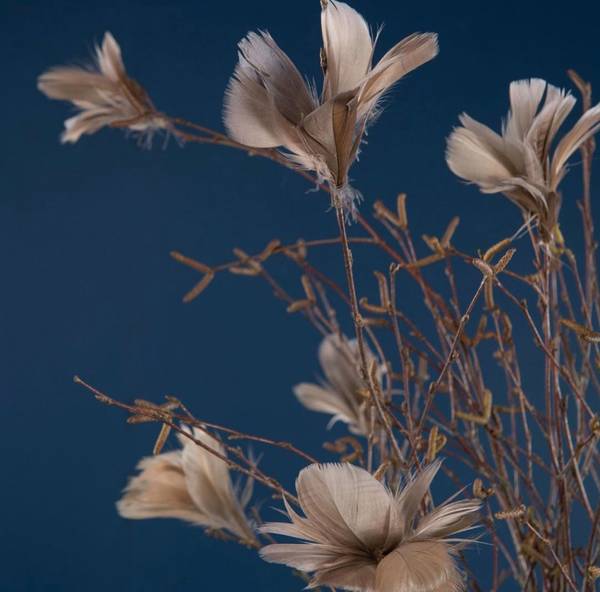 Dekor fjær mullvarp