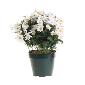 Bilde av Plante margeritt hvit 40cm