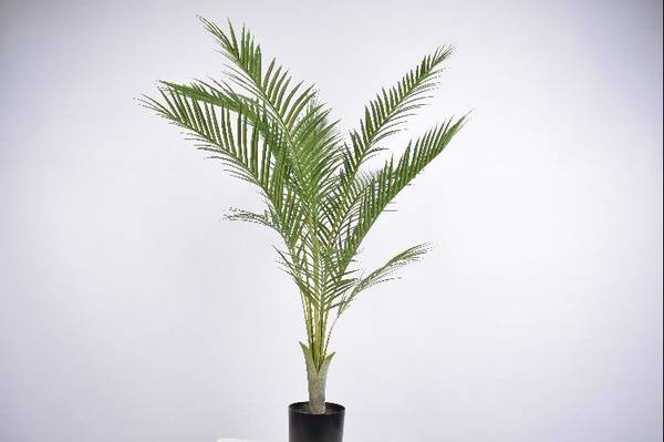 Palm Green H:122cm
