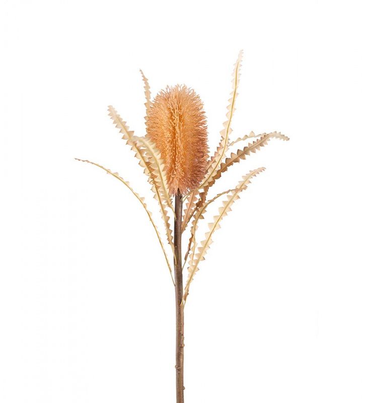 Protea 60 cm