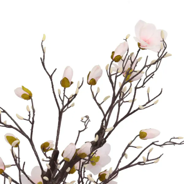 Magnolia Tree H: 170cm