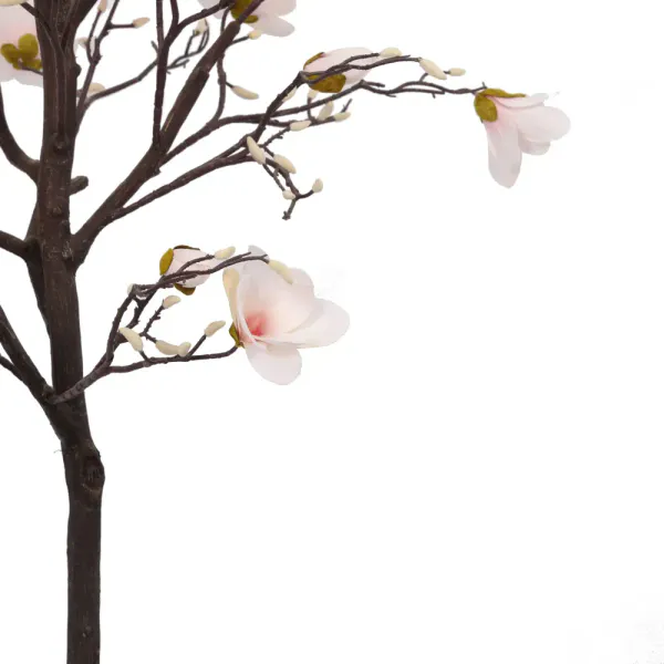 Magnolia Tree H: 170cm