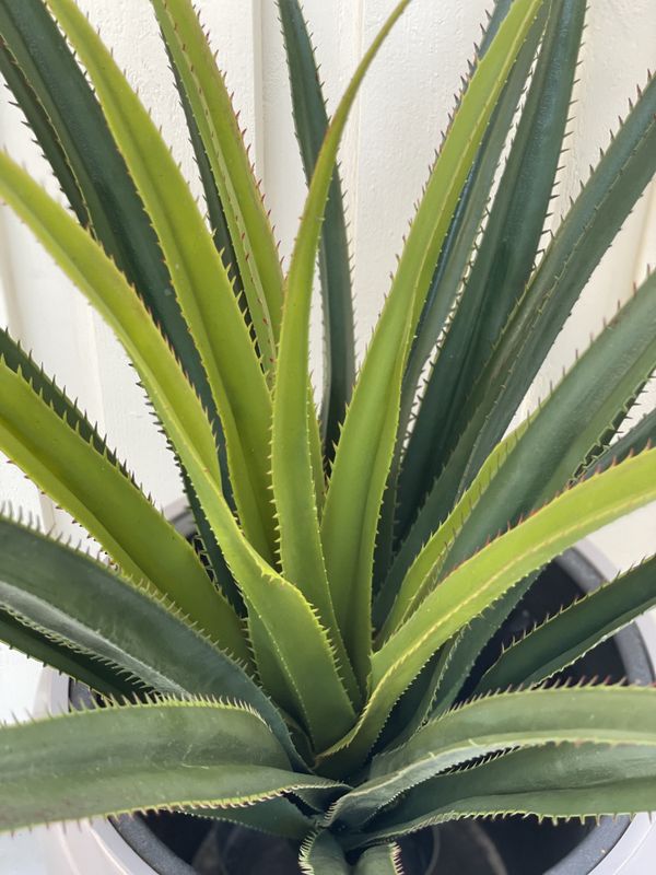 Kaktus plante H:96cm